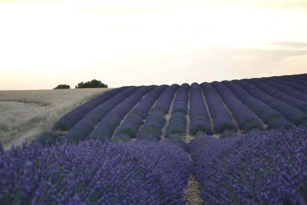 Les Terrasses De Valensole Bed & Breakfast Exterior photo